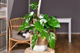 Philodendrons Plants